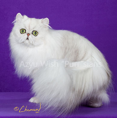 Grand Champion Castlegate's Khoja of AzyuWishPurr Shaded Silver Male Breeder: Barbara Bosco Owner & Exhibitor: Deena Stevens